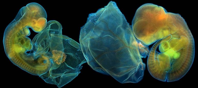 Fotomicrografías: arte y ciencia para revelar la belleza oculta de lo pequeño 2 Fotomicrografías: arte y ciencia para revelar la belleza oculta de lo pequeño