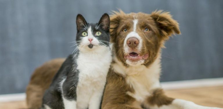 Los animales que ya no podrás tener en casa, según la nueva Ley de Derechos de los animales 4 Los animales que ya no podrás tener en casa, según la nueva Ley de Derechos de los animales