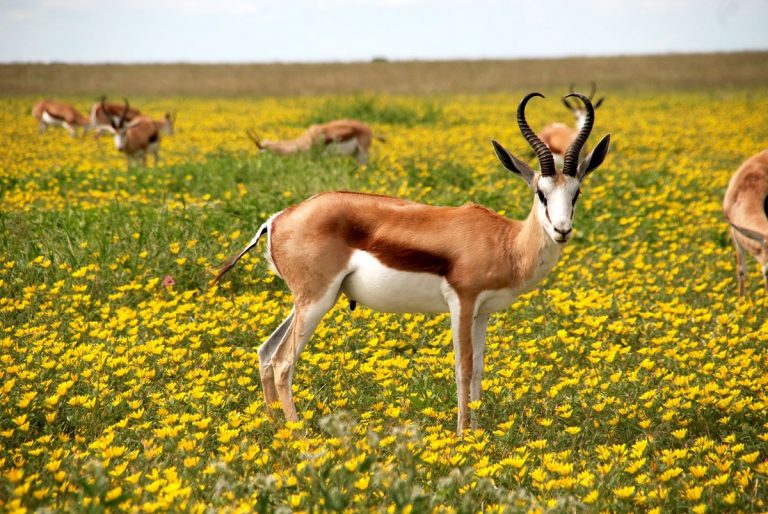 La conservación comunitaria de la vida silvestre no siempre beneficia a todos 6 La conservación comunitaria de la vida silvestre no siempre beneficia a todos