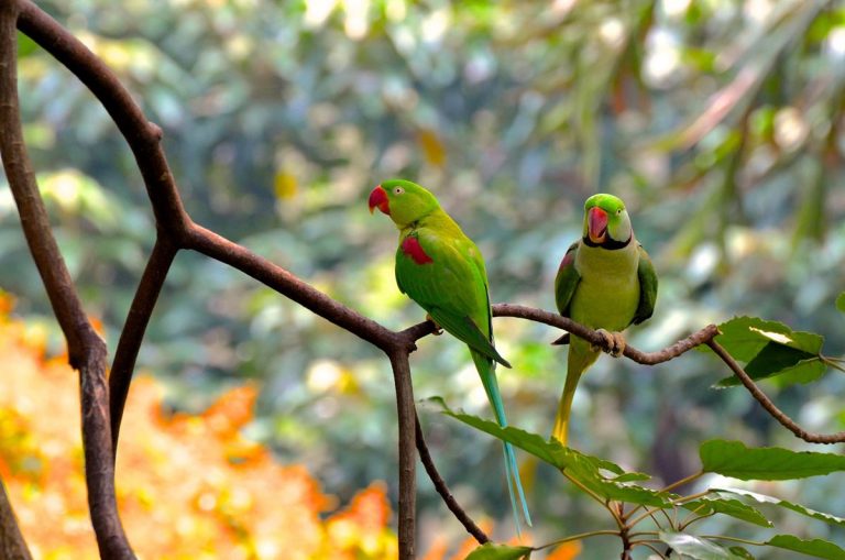 Los animales son vitales para la restauración de los bosques 10 Los animales son vitales para la restauración de los bosques
