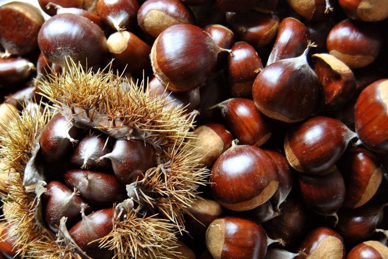 5 beneficios para la salud de las castañas 2 5 beneficios para la salud de las castañas