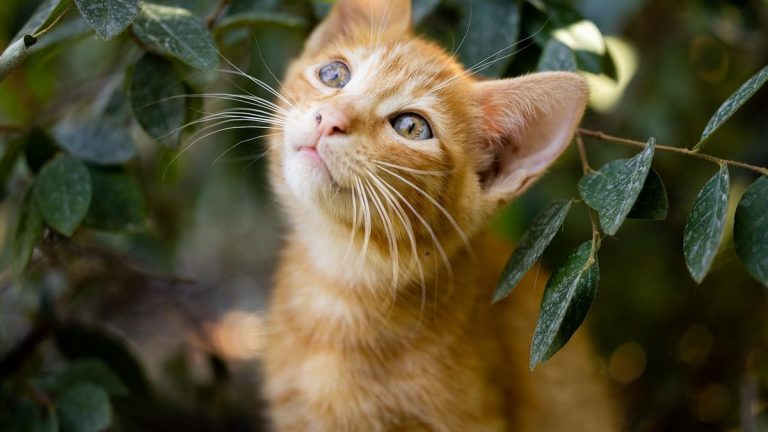 ¿El color del gato se relaciona con su personalidad?