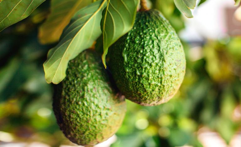 El aguacate, no debería existir? 6 El aguacate, no debería existir?