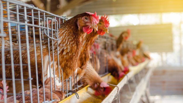 Brote de gripe aviar en Ecuador deja más de 300.000 aves contagiadas 6 Brote de gripe aviar en Ecuador deja más de 300.000 aves contagiadas