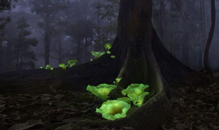 Hongo fantasma, una maravilla de la naturaleza 6 Hongo fantasma, una maravilla de la naturaleza