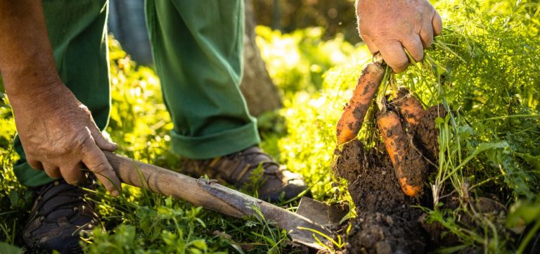 ¿Cómo hacer una huerta regenerativa? 5 ¿Cómo hacer una huerta regenerativa?