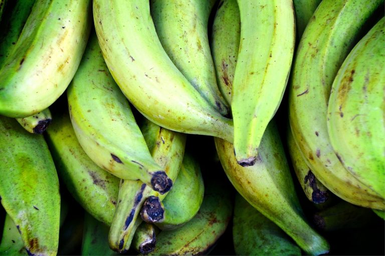 Propiedades del plátano macho y receta de patacones