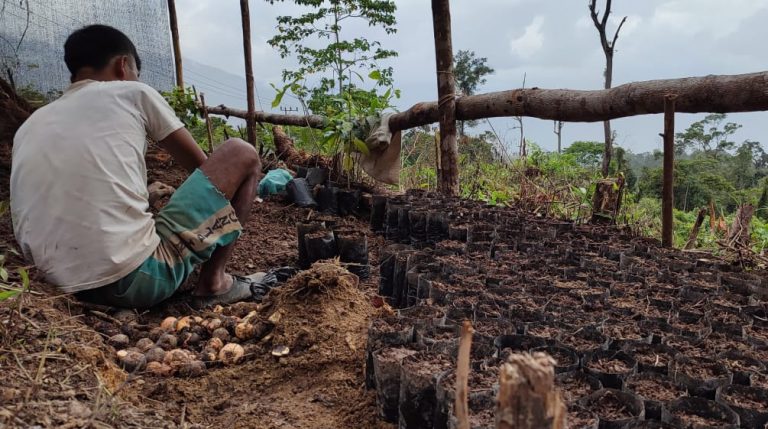 Indonesia: los "Tigres de Pining" están reforestando el ecosistema de Leuser 1 Indonesia: los «Tigres de Pining» están reforestando el ecosistema de Leuser