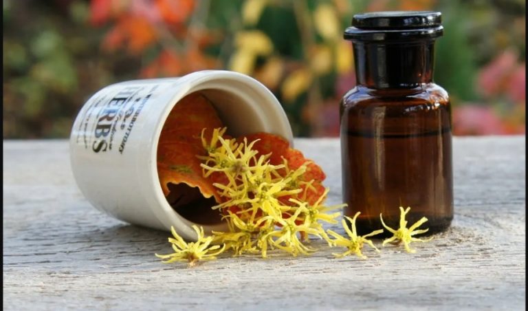 Hamamelis una hierba con propiedades cosméticas y más 1 Hamamelis una hierba con propiedades cosméticas y más