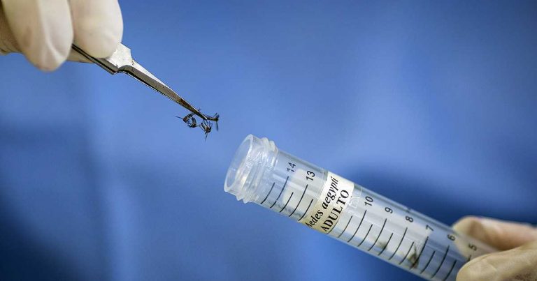 La defectuosa tecnología de los mosquitos transgénicos