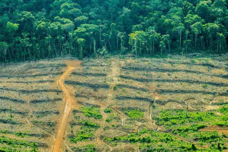 La agricultura causa el 90% de la destrucción de los bosques 5 La agricultura causa el 90% de la destrucción de los bosques