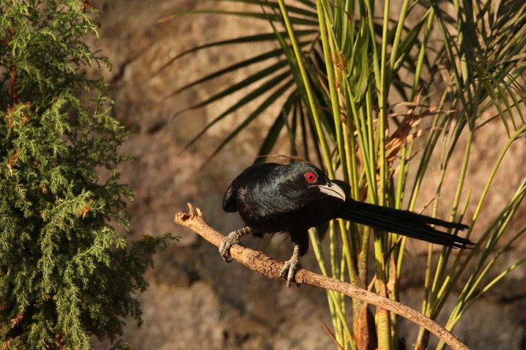 Los avistamientos inusuales del pájaro del diablo en Melbourne plantean misterios migratorios para los investigadores 1 Los avistamientos inusuales del pájaro del diablo en Melbourne plantean misterios migratorios para los investigadores