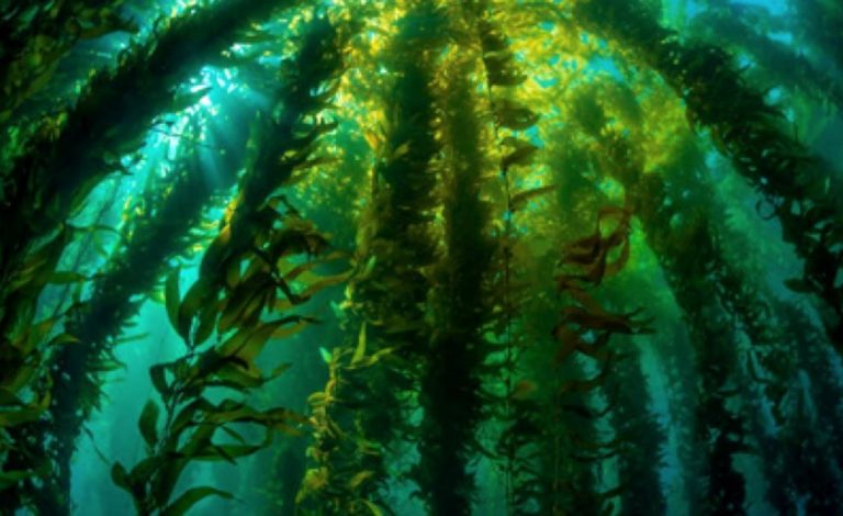Las algas marinas podrían ayudar a afrontar la crisis climática 9 Las algas marinas podrían ayudar a afrontar la crisis climática