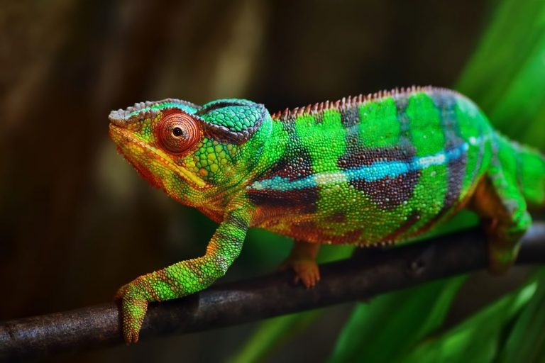 La fauna única de la isla de Madagascar se enfrenta a una ola inminente de extinción 7 La fauna única de la isla de Madagascar se enfrenta a una ola inminente de extinción