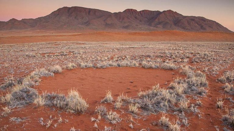 Los círculos de hadas de Namibia ofrecen información sobre los ecosistemas áridos