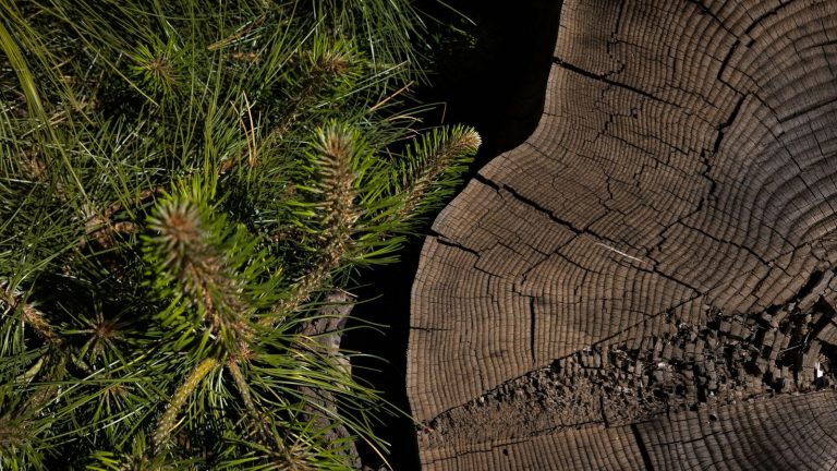 Las compensaciones de carbono son defectuosas, pero ahora estamos en una emergencia climática 6 Las compensaciones de carbono son defectuosas, pero ahora estamos en una emergencia climática