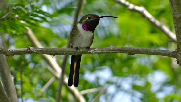 Destrucción del hábitat y brujería, dos amenazas para el colibrí tijereta 2 Destrucción del hábitat y brujería, dos amenazas para el colibrí tijereta