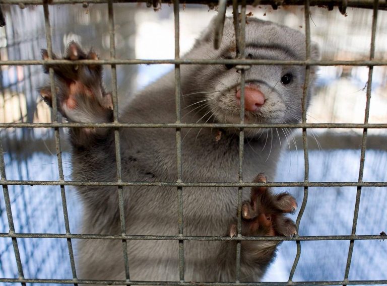 La gripe aviar en una granja de visones en Galicia pudo llegar desde aves silvestres 2 La gripe aviar en una granja de visones en Galicia pudo llegar desde aves silvestres