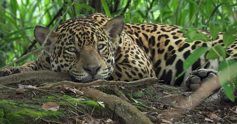 Jaguares en zonas de gran altitud en Ecuador 2 Jaguares en zonas de gran altitud en Ecuador