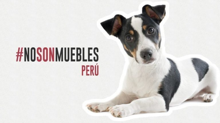 "No Son Muebles" reconocer a los animales como seres sintientes 1 «No Son Muebles» reconocer a los animales como seres sintientes