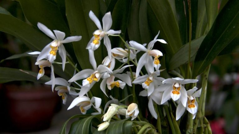 Orquídeas medicinales silvestres y su conservación