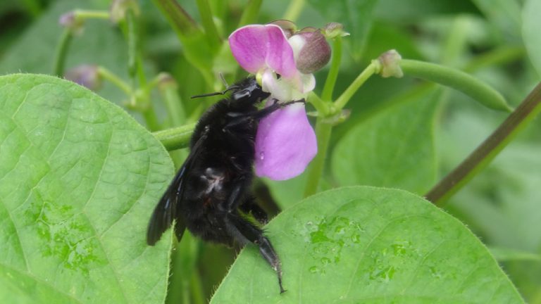 Los cultivos mixtos pueden ser una bendición para las abejas y otros polinizadores
