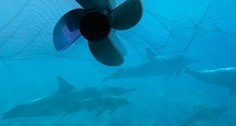 El ruido submarino es una amenaza para la vida marina 9 El ruido submarino es una amenaza para la vida marina