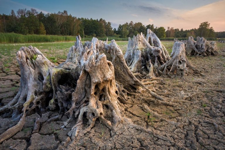 La deforestación y las sequías se empeoran mutuamente 4 La deforestación y las sequías se empeoran mutuamente