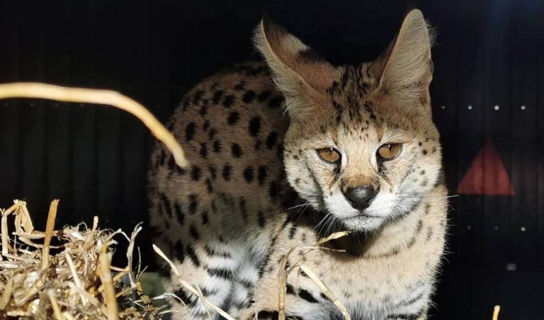 Las especies exóticas, a la espera de una protección integral 7 Las especies exóticas, a la espera de una protección integral