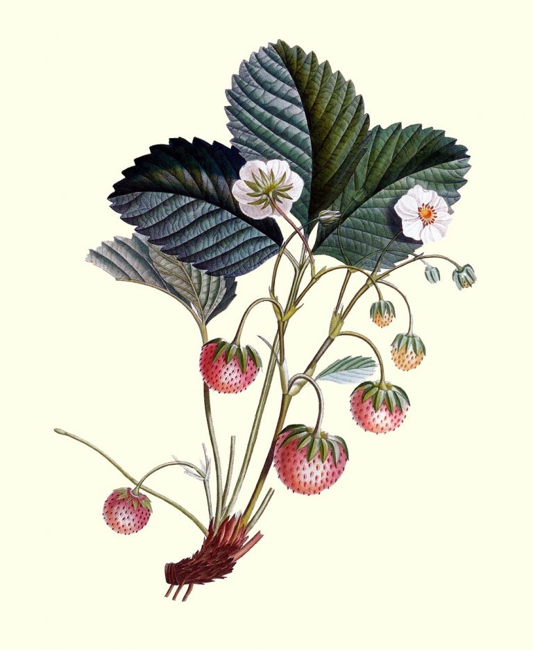 Científicos buscan ‘resucitar’ plantas desaparecidas 2 Científicos buscan ‘resucitar’ plantas desaparecidas