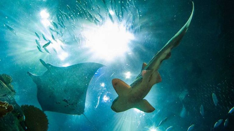 La 'crisis de extinción' de tiburones y rayas tendrá un efecto devastador en otras especies 1 La ‘crisis de extinción’ de tiburones y rayas tendrá un efecto devastador en otras especies