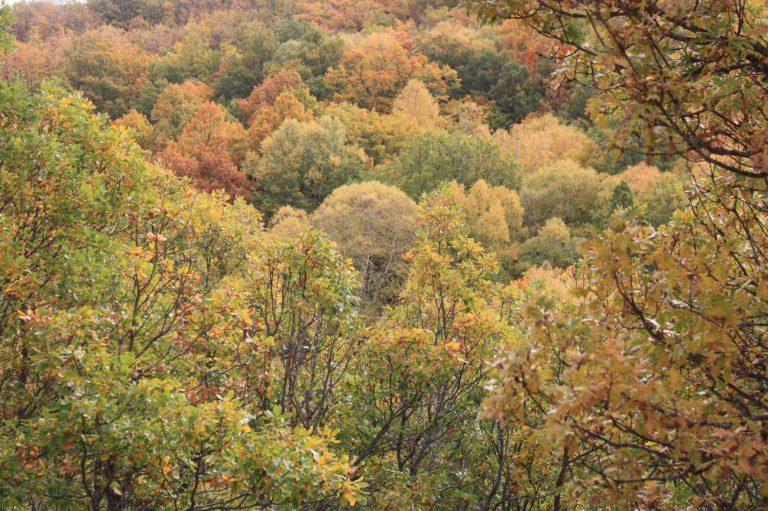 Los bosques mixtos le ganan terreno a los de una sola especie 4 Los bosques mixtos le ganan terreno a los de una sola especie