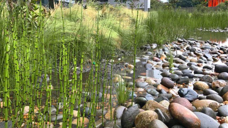 Guía para utilizar el agua de la lavadora en el jardín 7 Guía para utilizar el agua de la lavadora en el jardín
