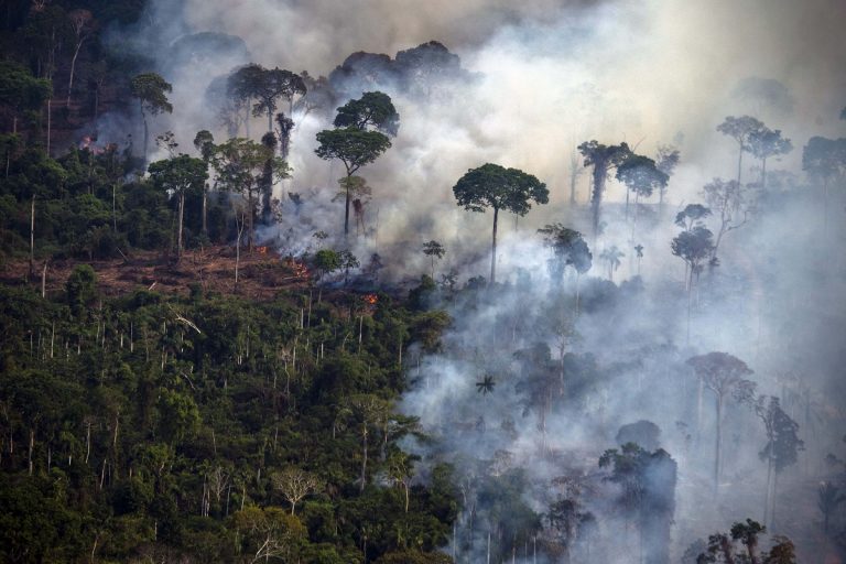 38% de los bosques amazónicos degradados 9 38% de los bosques amazónicos degradados
