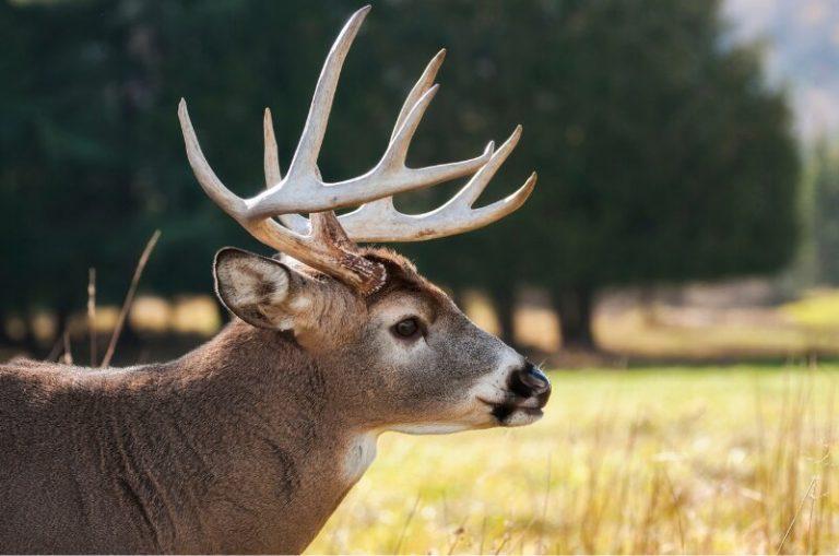Alarmantes tóxicos en la sangre de los animales