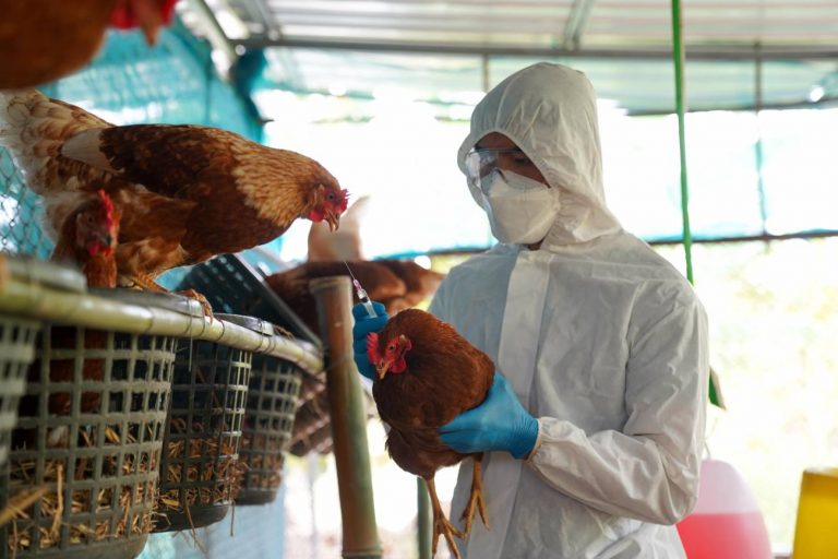 México consigue frenar la gripe aviar, un virus que mantiene al mundo en alerta 3 México consigue frenar la gripe aviar, un virus que mantiene al mundo en alerta