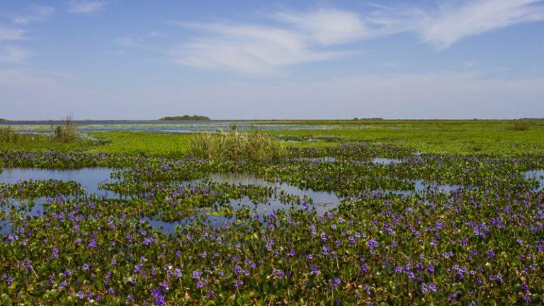 La Tierra ha perdido una quinta parte de los humedales desde 1700, pero la mayoría aún podría salvarse 8 La Tierra ha perdido una quinta parte de los humedales desde 1700, pero la mayoría aún podría salvarse