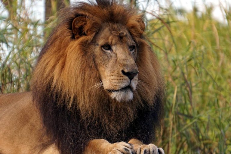 El declive de los grandes carnívoros se asocia al crecimiento económico 3 El declive de los grandes carnívoros se asocia al crecimiento económico