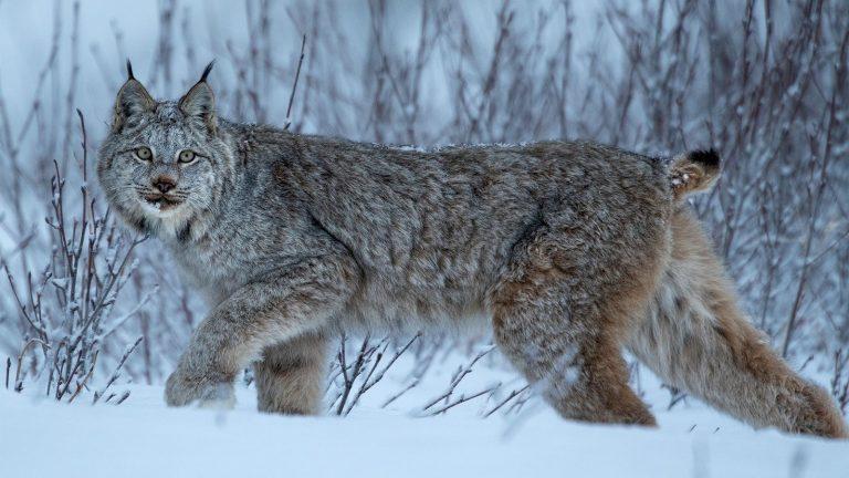 Rewilding: Reintroducción de depredadores ápice en sus antiguos hábitats