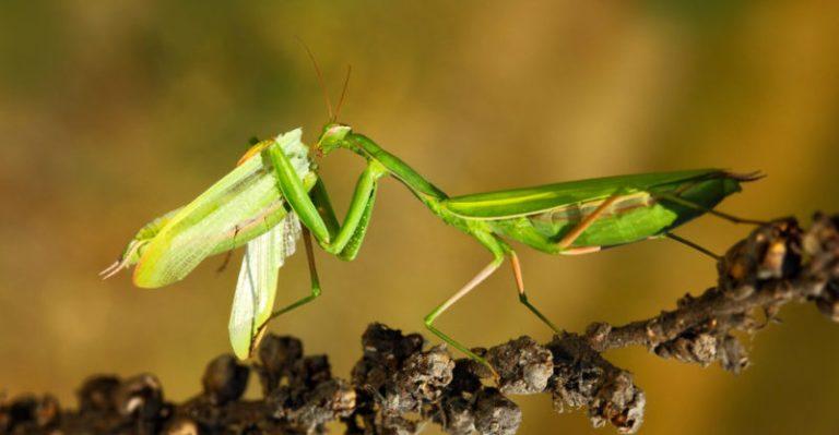 Insectos que devoran plagas, una alternativa frente a la resistencia a los pesticidas 2 Insectos que devoran plagas, una alternativa frente a la resistencia a los pesticidas