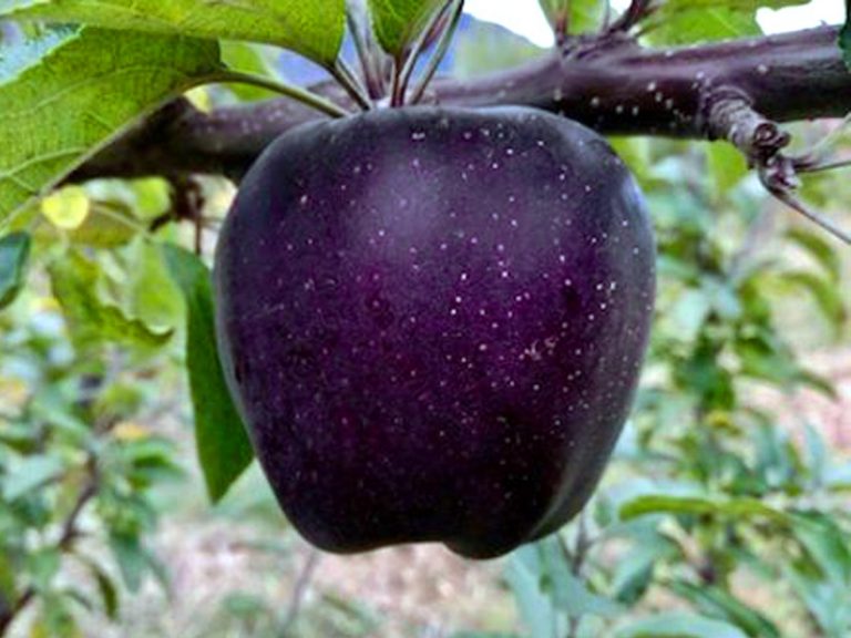 Manzana negra, la fruta exótica que se cultiva en el Tíbet
