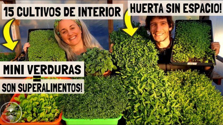Miniverduras, ideales para espacios reducidos 4 Miniverduras, ideales para espacios reducidos