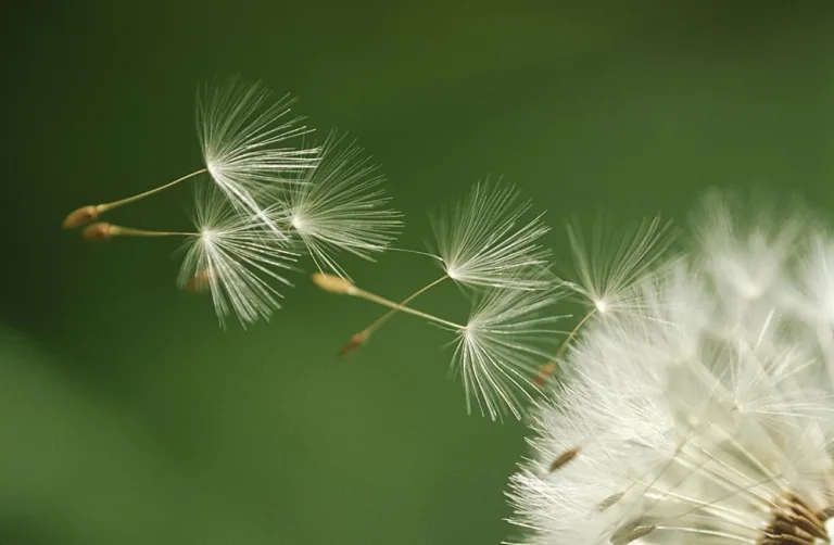 Cómo migran las plantas ante el cambio climático 6 Cómo migran las plantas ante el cambio climático