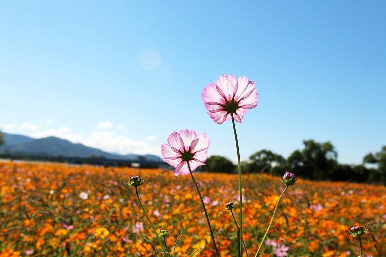 Los documentales sobre la naturaleza pueden impulsar la conservación de las plantas 3 Los documentales sobre la naturaleza pueden impulsar la conservación de las plantas