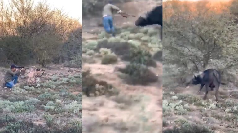 Mexicano muerto por un búfalo cazaba ilegalmente en Argentina 2 Mexicano muerto por un búfalo cazaba ilegalmente en Argentina