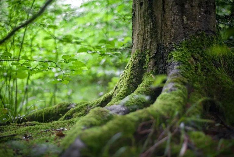 ¿Por qué se celebra el Día Internacional de los Bosques? 2 ¿Por qué se celebra el Día Internacional de los Bosques?