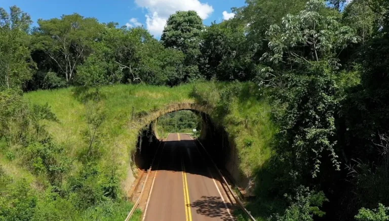Las carreteras y las líneas eléctricas ponen en peligro a los primates 4 Las carreteras y las líneas eléctricas ponen en peligro a los primates