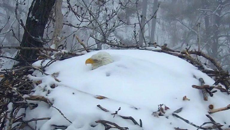 Un águila calva incuba sus huevos pese a estar prácticamente enterrada en la nieve 4 Un águila calva incuba sus huevos pese a estar prácticamente enterrada en la nieve