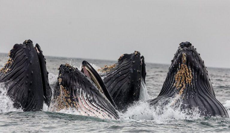 Ballenas dentadas emiten sonidos graves para capturar alimento 1 Ballenas dentadas emiten sonidos graves para capturar alimento