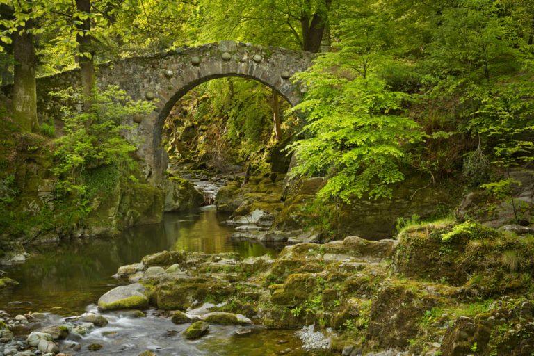 Bosques de Irlanda en peligro, quedan pocos nativos 8 Bosques de Irlanda en peligro, quedan pocos nativos